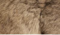 photo texture of fur 0015